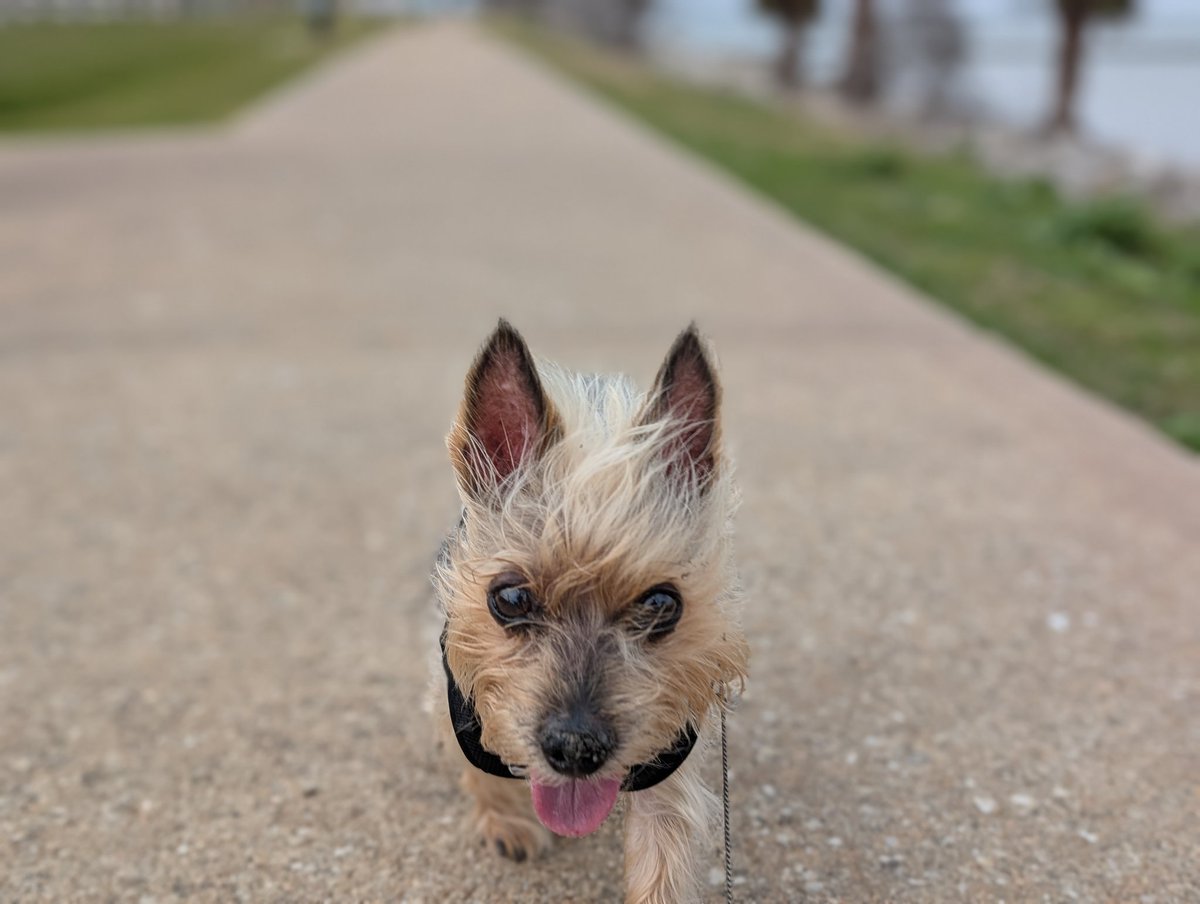 Heartbroken. RIP my sweet baby Fred. He held on as long as he could but Cushing's, cancer &amp; age took their toll on his little body. I miss you so much. 😭💔💔💔