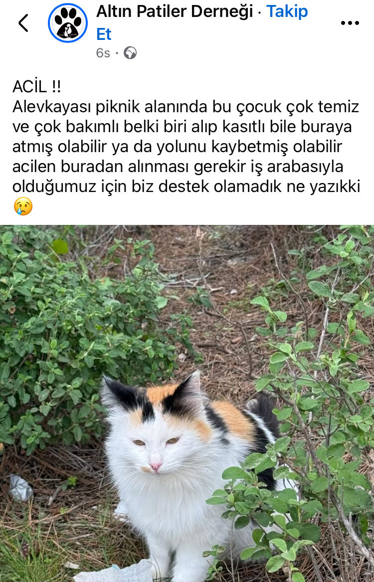 KIBRIS ALEVYAKASI 

ORAYA ATILMIŞ KEDİYE ÇOK ACİL GEÇİCİ KALICI YUVA🚨

İletişim >>>

facebook.com/share/1CPt2mxw…