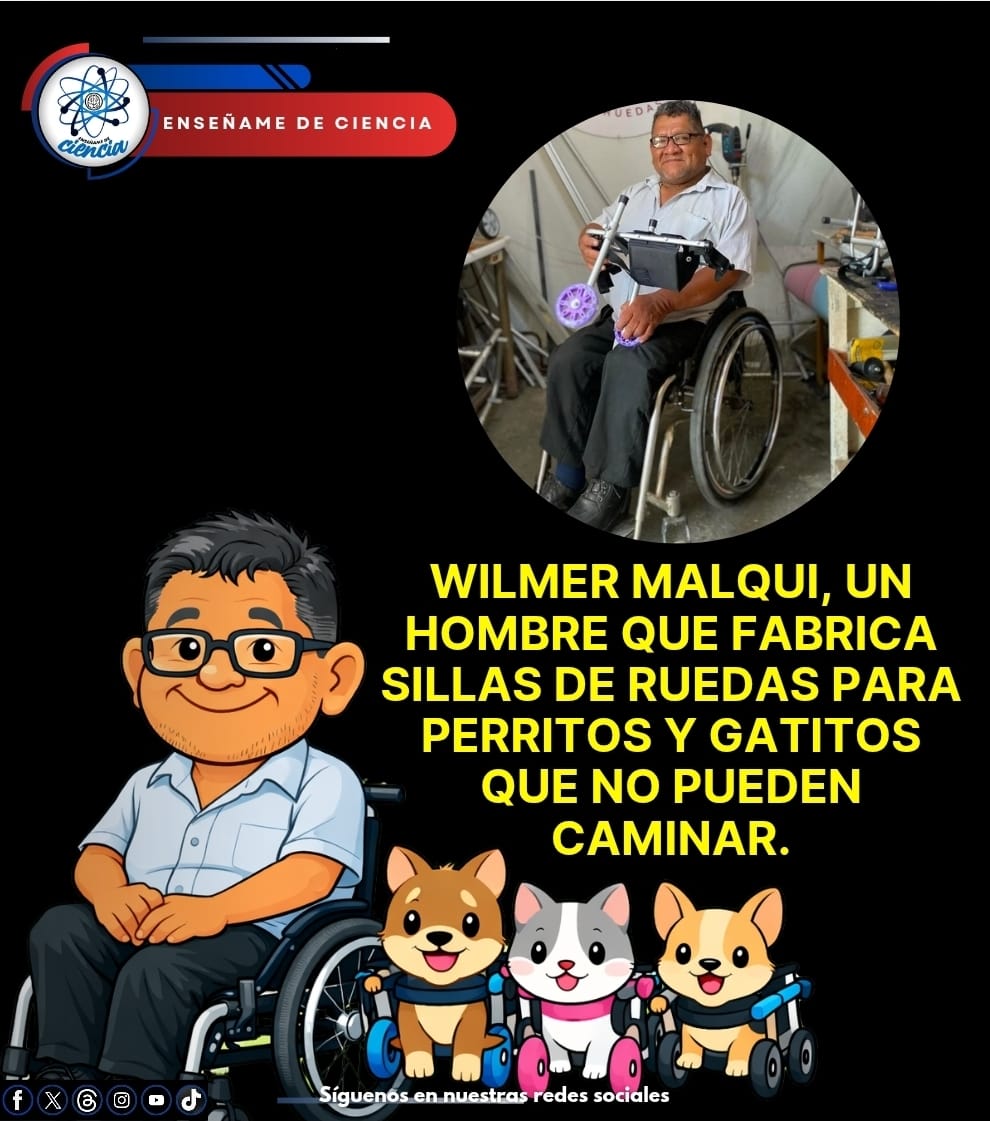 🇵🇪En Lima, Perú, Wilmer Malqui está cambiando la vida de cientos de animales con discapacidad. Tras perder la movilidad de sus piernas a causa de la polio, decidió transformar su historia en propósito y fundó Colitas Felices, donde fabrica de manera artesanal sillas de ruedas