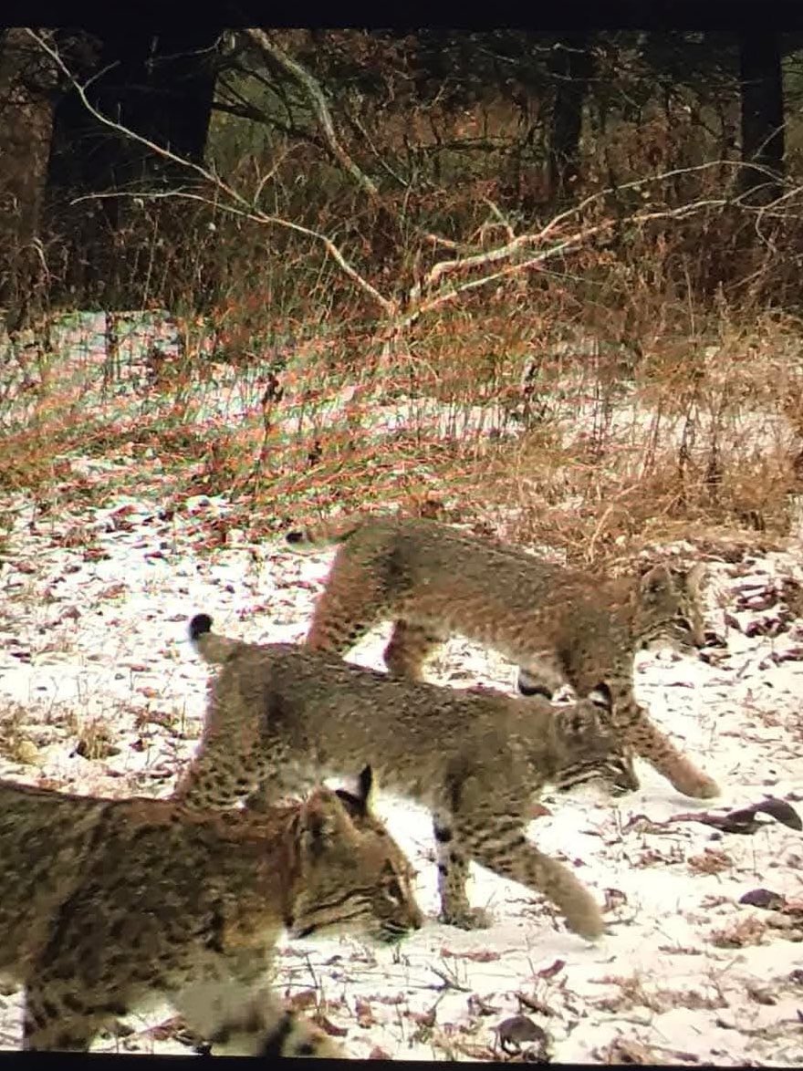 SCC Bobcat Softball tweet media