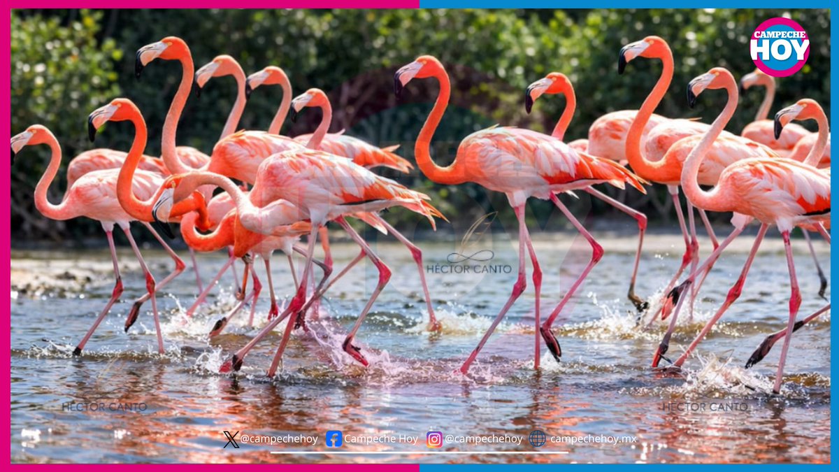 TITULO: "Pasarela de Plumas".

FOTOGRAFÍA: Héctor Willian Canto Sunza.

LUGAR: Isla Aguada, Ciudad del Carmen. 

campechehoy.mx