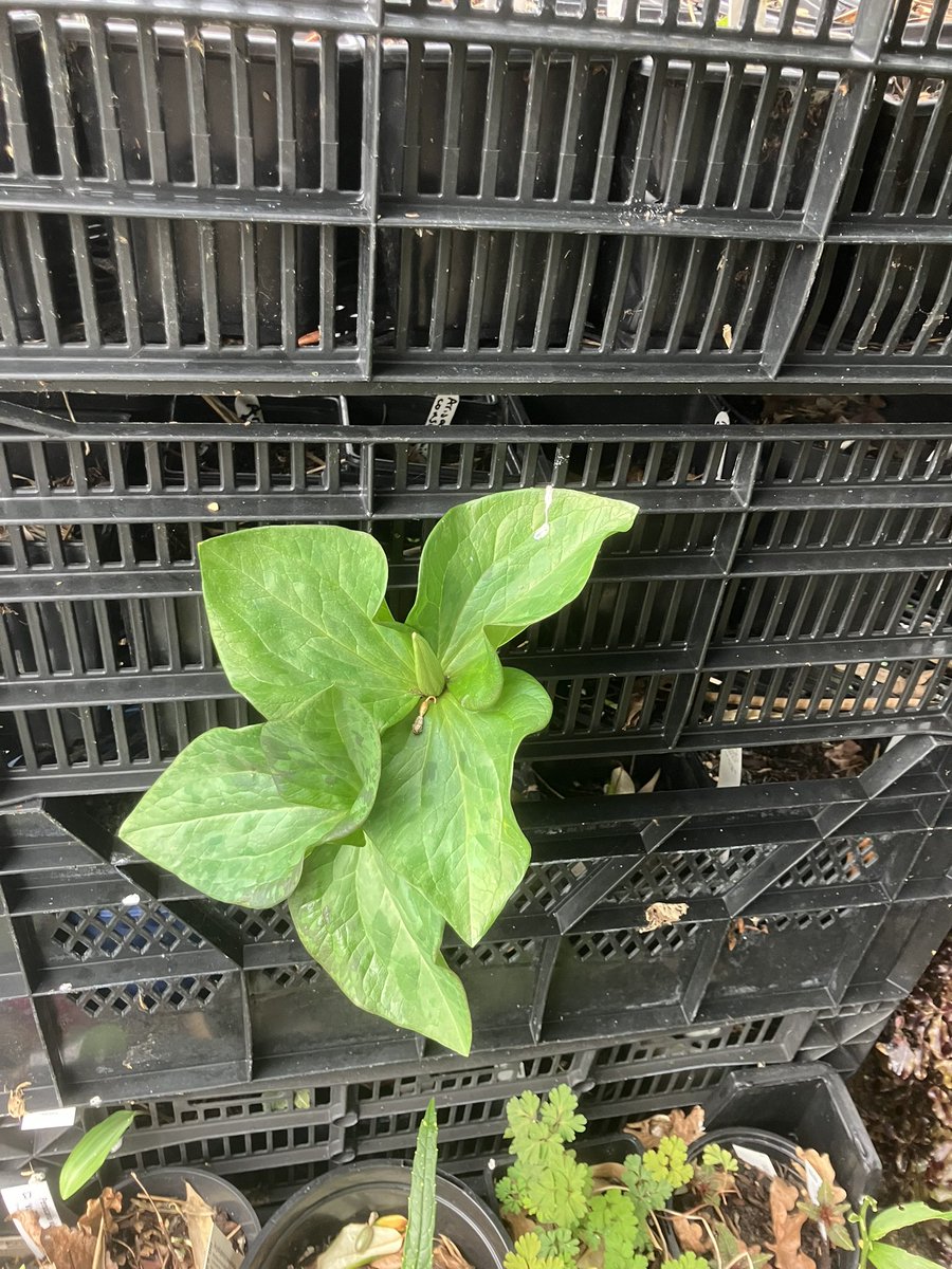 Helen Chen tweet media