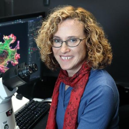 Dermal Cell News tweet media