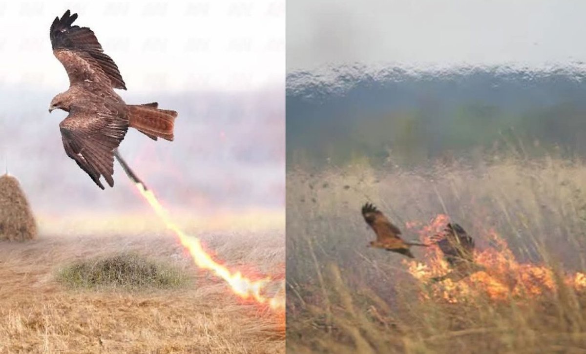 Durante gerações, comunidades aborígenes do norte da Austrália relataram que algumas aves de rapina espalham fogo de forma deliberada para facilitar a caça. Durante muito tempo, esses relatos foram tratados apenas como conhecimento tradicional, mas passaram a ser investigados