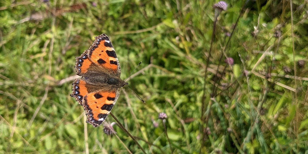 EFcountrycare's tweet photo. With things starting to warming up, #butterflies are starting to emerge. We found a #SmallTortoiseshell this week which was one of the first records of this species of the year for #Essex!
#butterfly @eppingforestdc @savebutterflies https://t.co/26kgLEzx8R