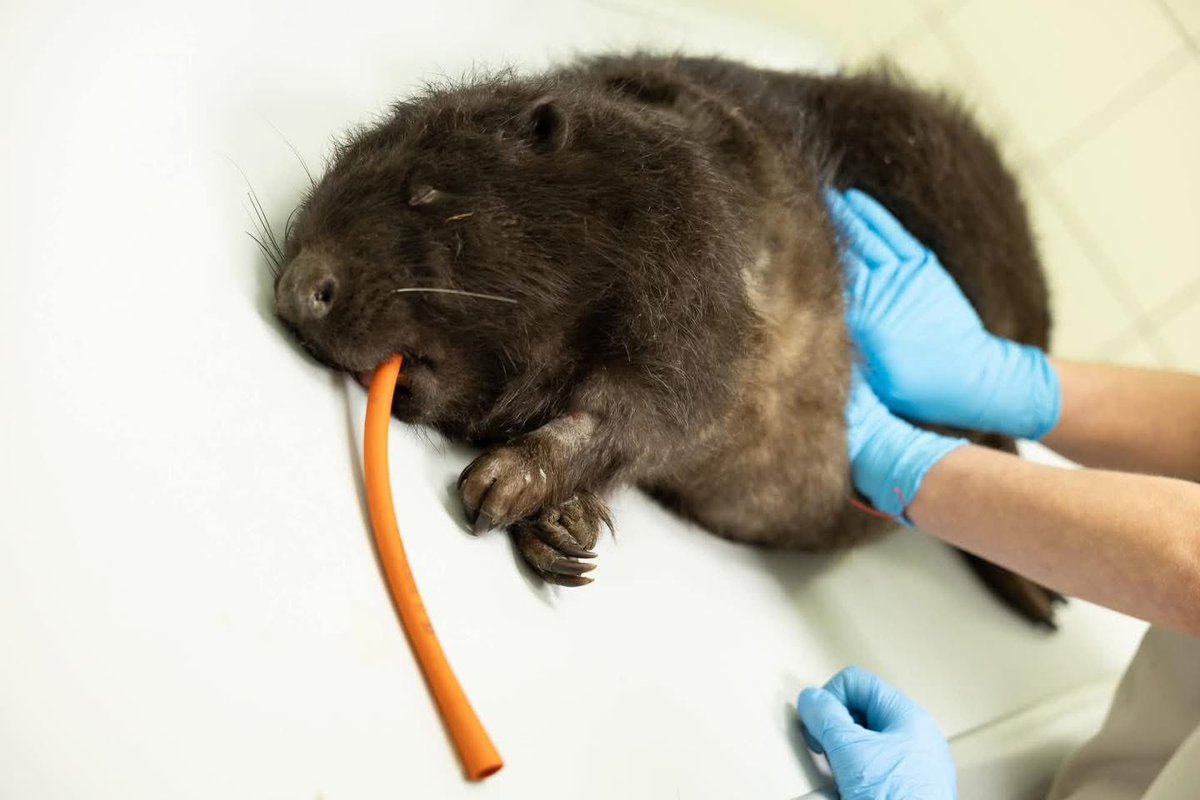 Fundacja ADA tweet media