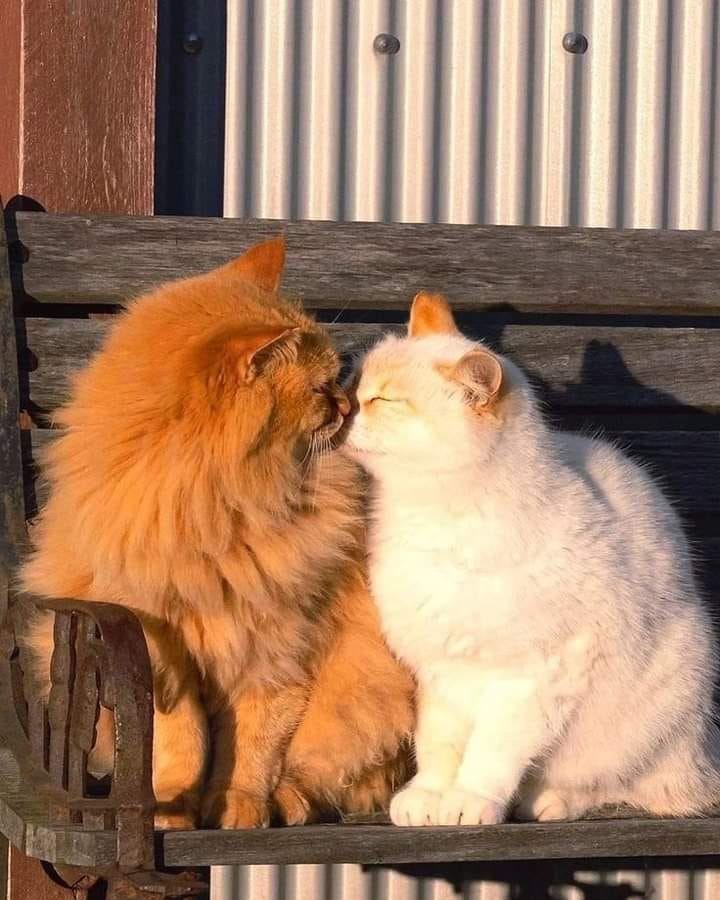 헐 마이파이 myphai 敌厄 モスファイ ไมเดน่อน