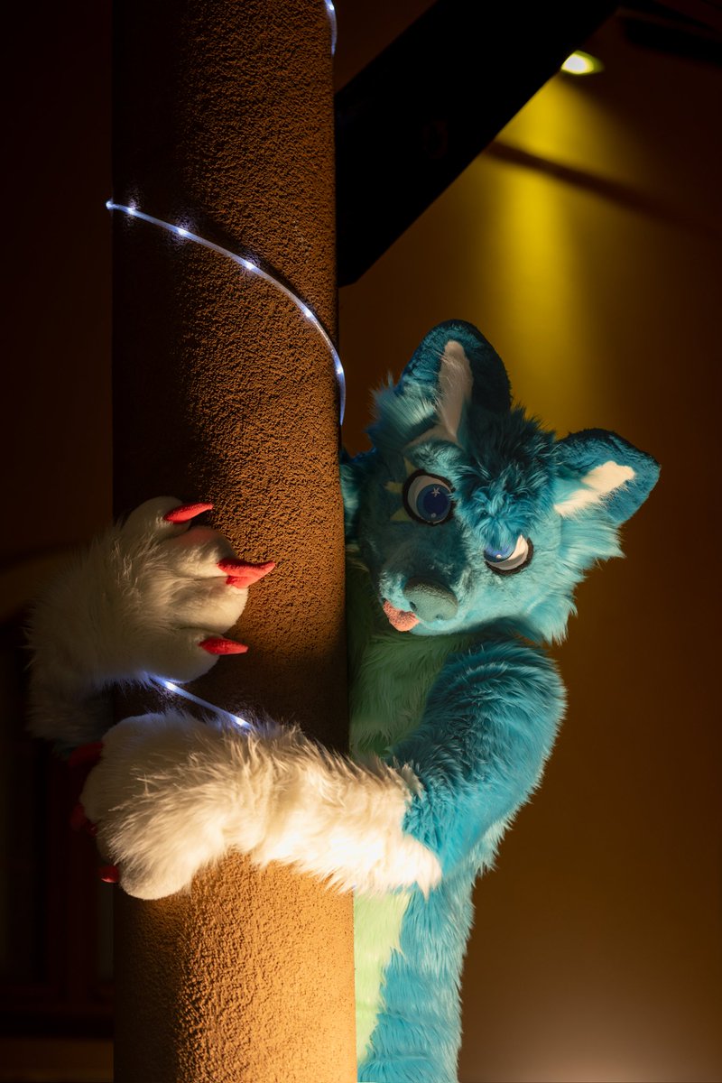 mato_husky tweet media