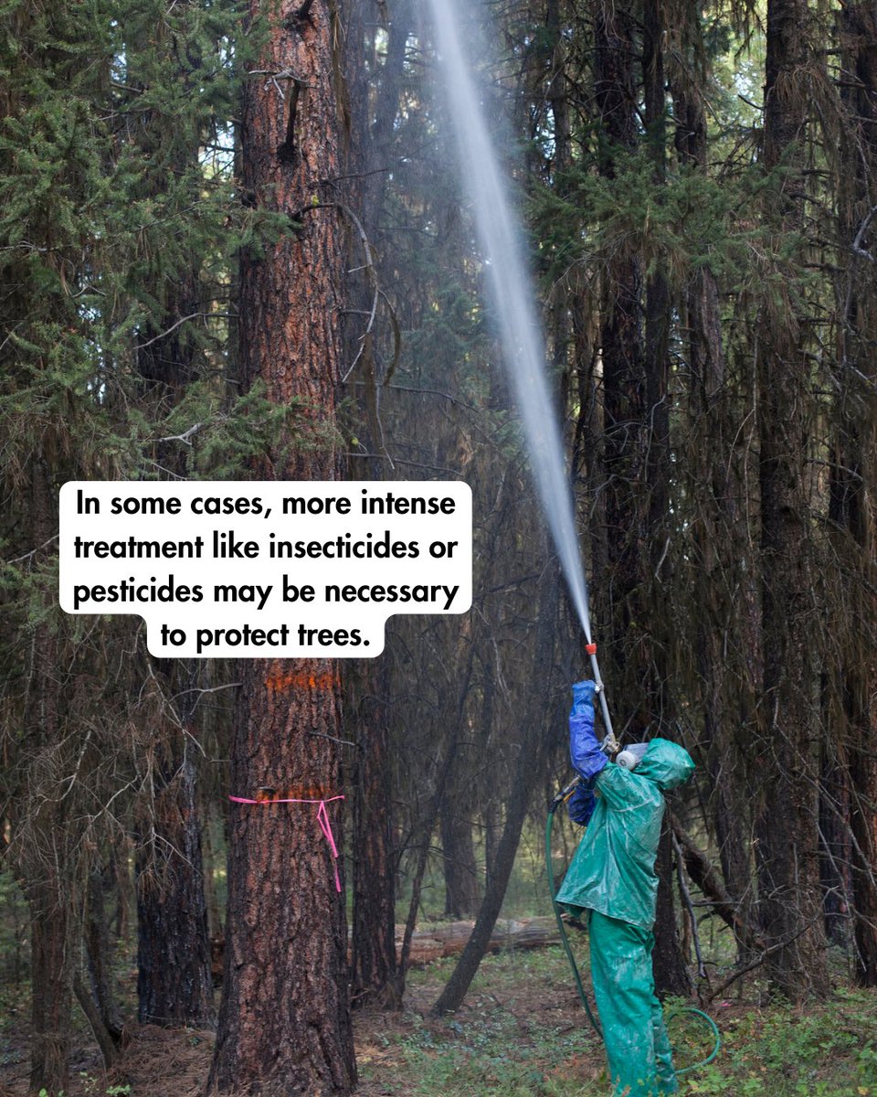 State Foresters tweet media