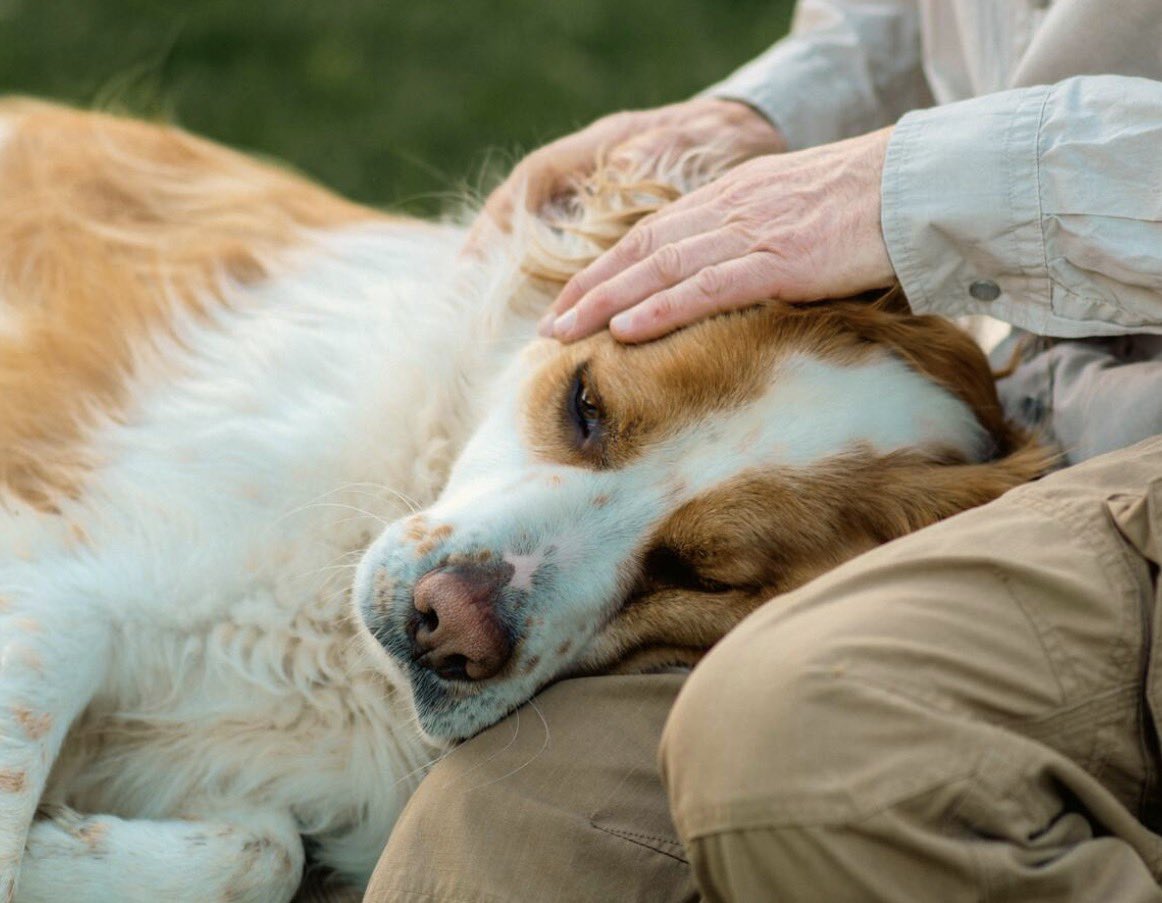 En Colombia, un sindicato pidió un día de permiso remunerado por la muerte de la mascota. La empresa se opuso. El tribunal lo concedió con límites claros. Y la Corte Suprema lo validó: dijo que, en negociación colectiva, el luto puede extenderse a ese ser sintiente que formaba