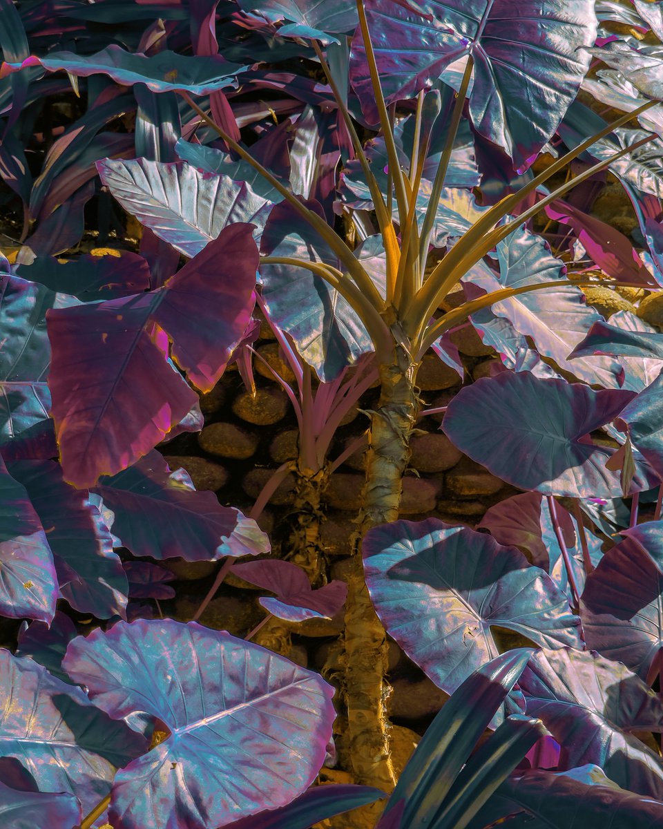 NathanHeadPhoto's tweet photo. Color grading some of my flora shots from Vietnam. https://t.co/qR7nGYZyBo