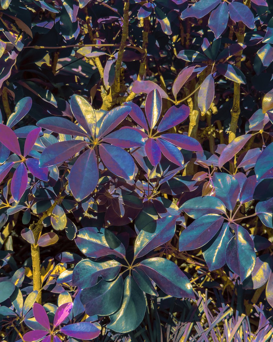 NathanHeadPhoto's tweet photo. Color grading some of my flora shots from Vietnam. https://t.co/qR7nGYZyBo