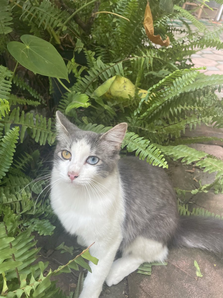 Ángel Raskólnikov🇲🇽 tweet media