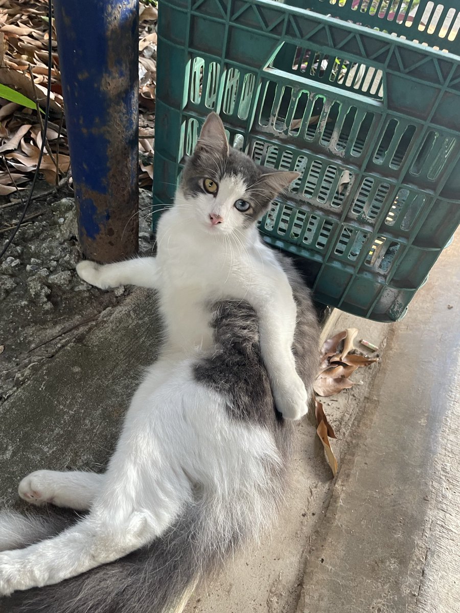 Ángel Raskólnikov🇲🇽 tweet media