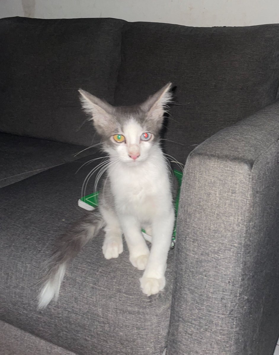 Ángel Raskólnikov🇲🇽 tweet media