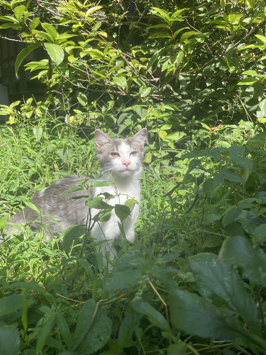 Ángel Raskólnikov🇲🇽 tweet media
