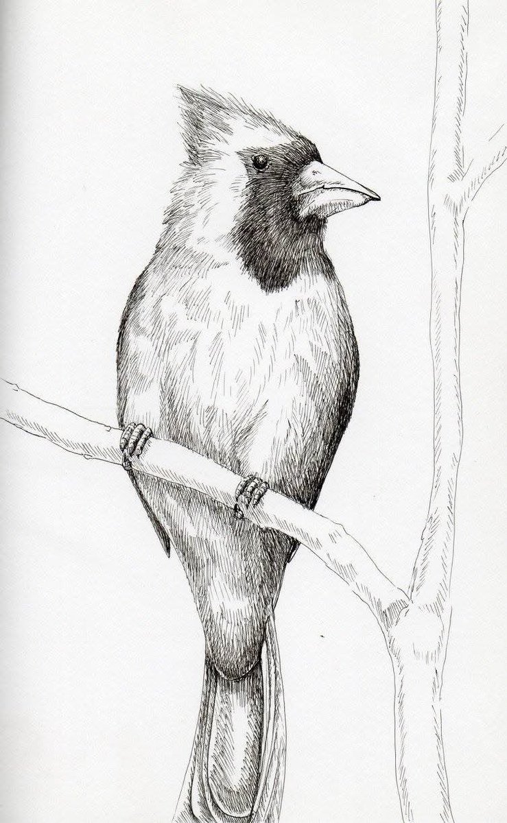 Today's Spirit Guide is Cardinal! 😄

Native to North America, these long tailed songbirds prefer habitats of dense foliage, but can also be seen in urban places on high perches. Spiritually, they represent vitality, self-esteem, confidence, creativity, and responsibility.

🪶