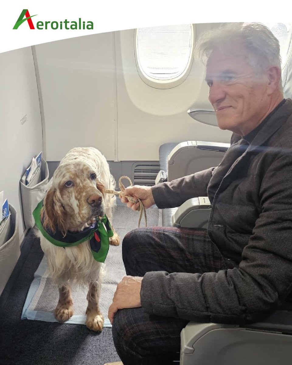 aeroitaliasrl's tweet image. #Aeroitalia raggiunge un traguardo importante: sul volo Roma–Palermo, Ross, un Cirneco dell’Etna di 15,5 kg, ed Evangelista, un Setter inglese di 28 kg, hanno viaggiato per la prima volta in cabina, accanto ai loro conduttori, senza trasportino. #PetFriendly