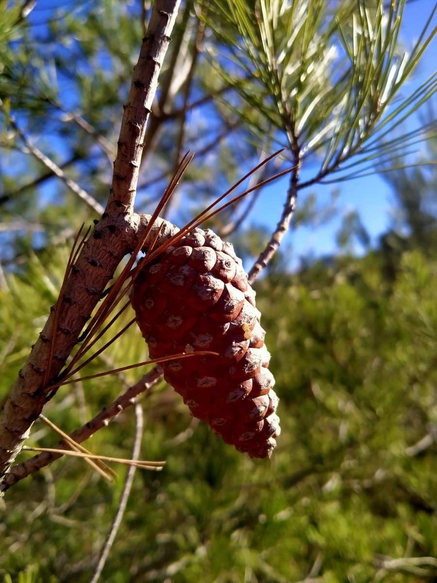 DaniElefantman's tweet image. Piña colgando de una rama #piña #naturaleza #hacerfotos