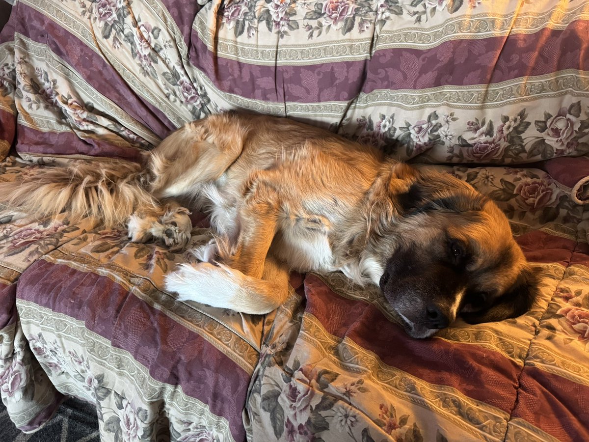 Craig Baird - Canadian History Ehx tweet media