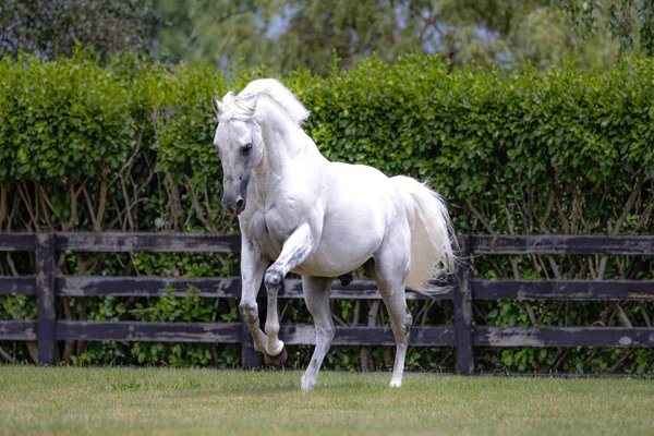 WestburyStud's tweet photo. Since his passing last week #ReliableMan has been siring winners left, right, & centre with another double in Australia yest as #GreyIce scored impressively in the last @SthsideRacing (Cranbourne) and #Excelman taking the 70k Port Lincoln Cup! https://t.co/jkSm0Q0qAY