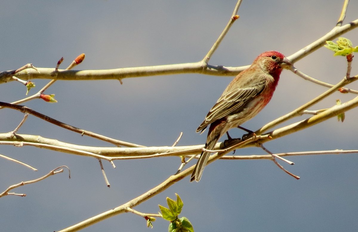 House Finch, male, Chiricahua Desert Museum, Rodeo, NM, April '13.