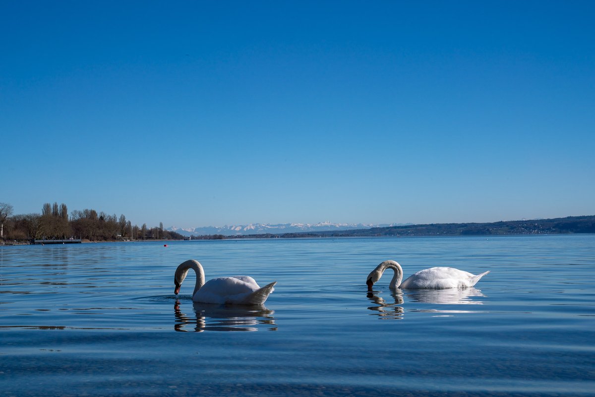 2 swans at the lake of Constance and the snowy Alps in the background.