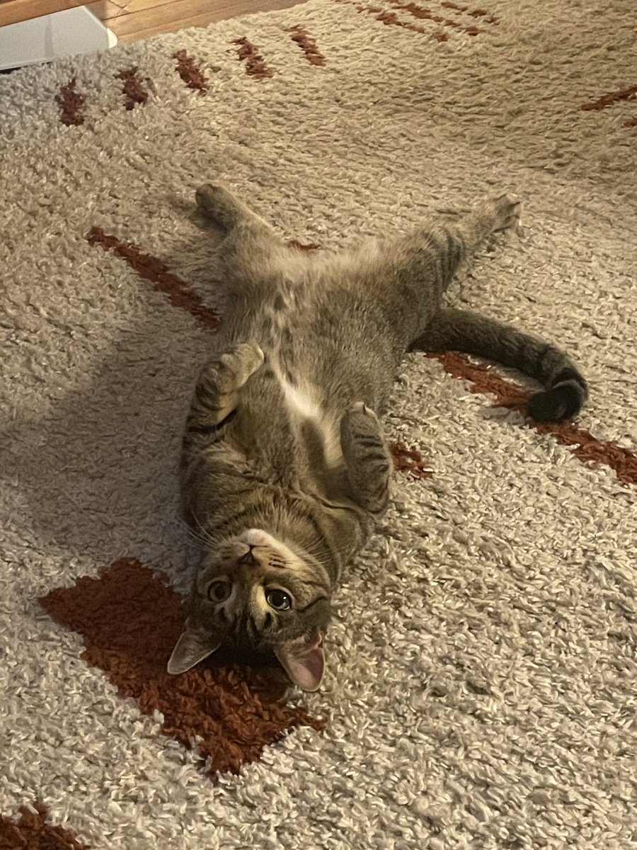 knife wife tweet media