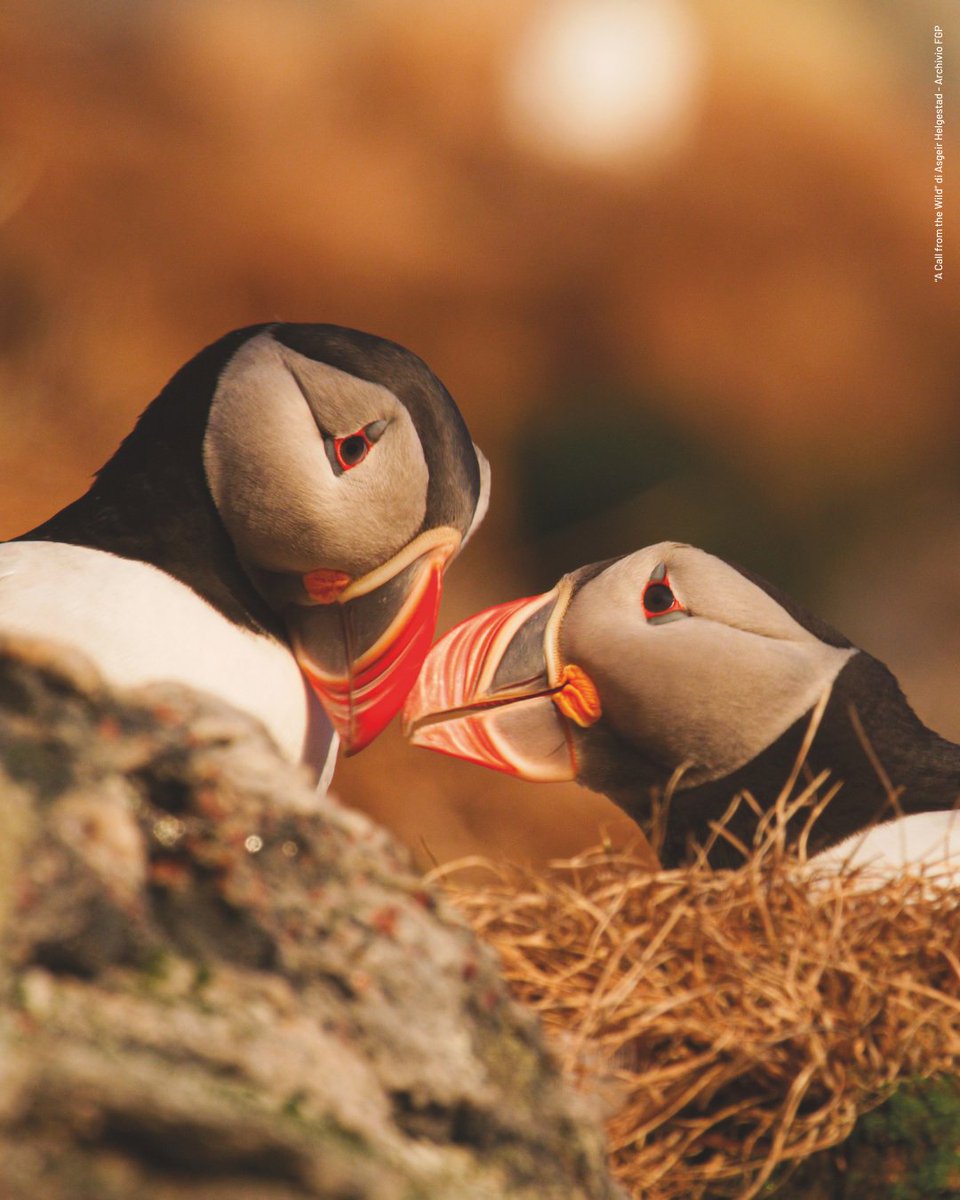 Fondation Grand Paradis tweet media