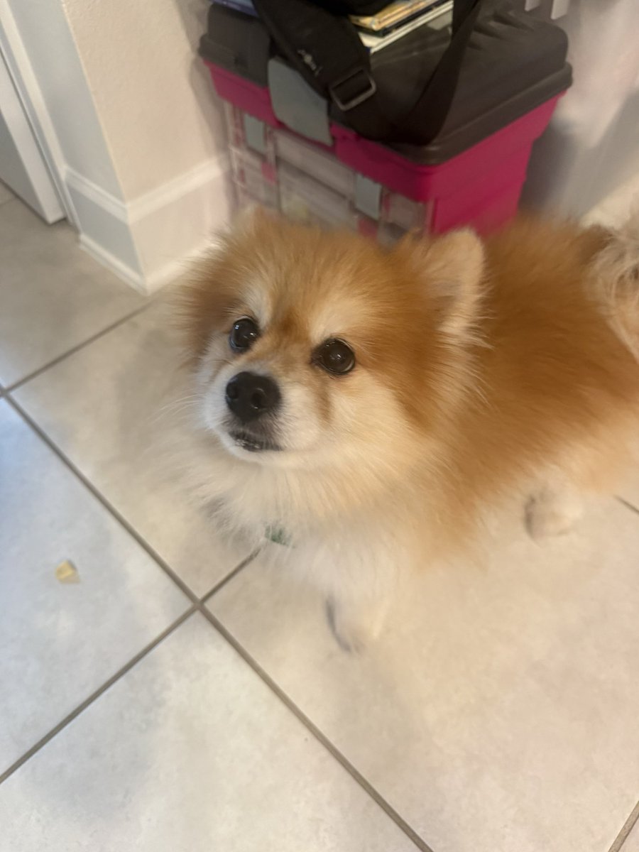 Shylily Virus (Fan)🦐 tweet media