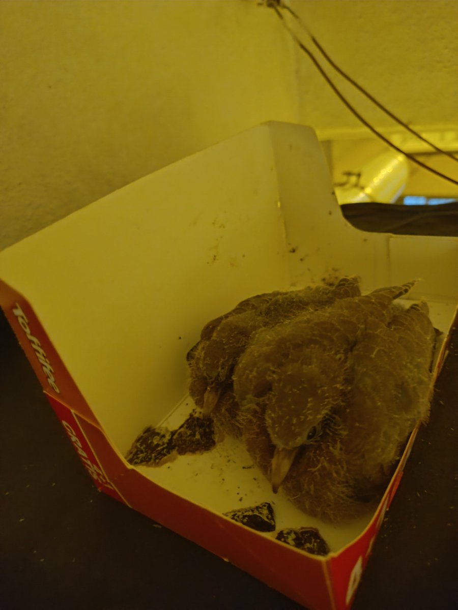 Balkonumuzun geçici misafirleri... 🤗🤗🤗