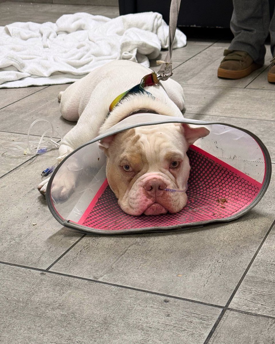 WeRateDogs tweet media