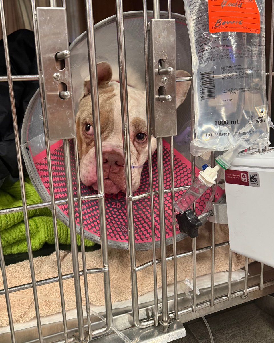 WeRateDogs tweet media