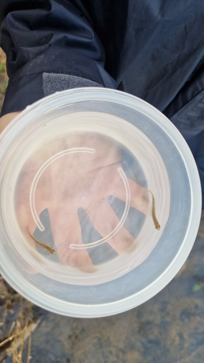 Primary 5a tweet media