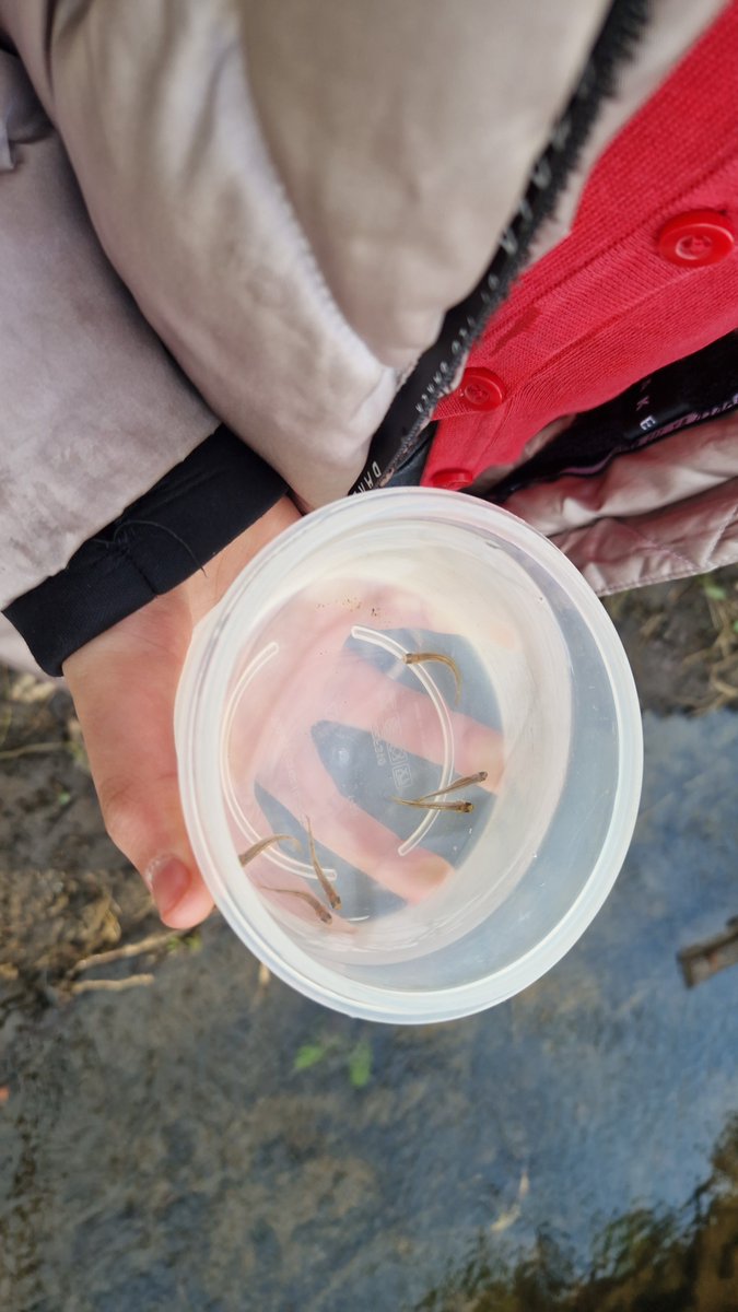 Primary 5a tweet media