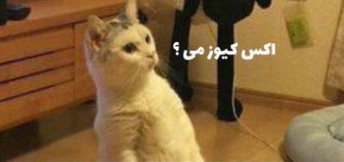 ࡄَࡅߺ߲ߊ‌‌ء🦋 tweet media