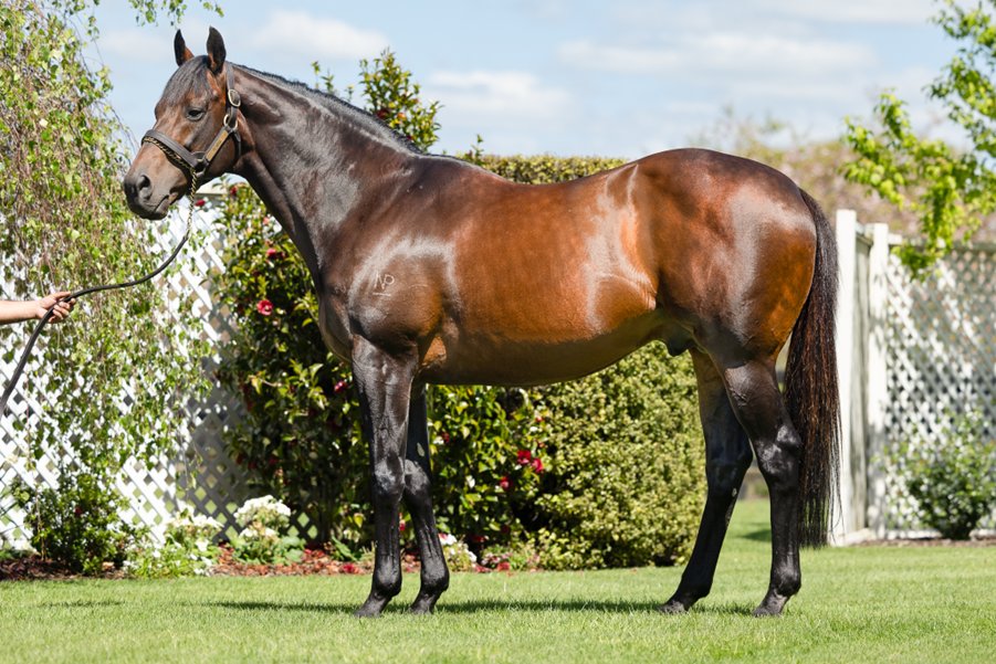 WestburyStud's tweet photo. Congratulations to #AllanSharrock & connections on a well deserved win with the #ElRoca mare #ElJaycee in the last @ Hawera yest. It was a quinella for the son of #FastnetRock with #SurroundSound finishing 2nd. #ElJaycee was a 35k yearling at @KarakaChat. https://t.co/P0eoLdPmGv