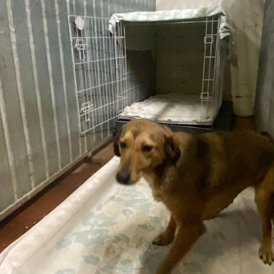 Gorgeous Harper is the next to arrive at her rescue in the UK ❤️❤️ she will decompress for a few days. She has some applications in for adoption so hopefully she won't be there long 🙏🙏🙏🙏