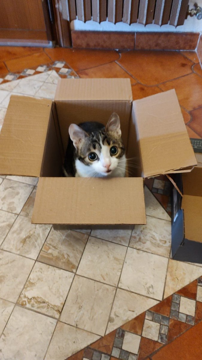 Dave Pollak ᓚᘏᗢ 🇧🇹 tweet media