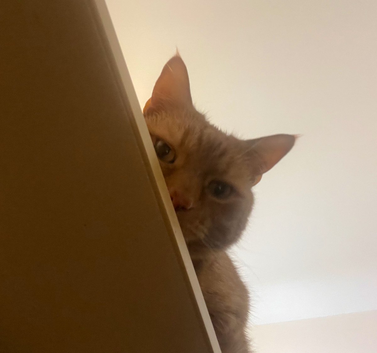 Afternoon chums.  I’ve been under the weather this week and had to go to the V E T! 🙀
I’m keeping close to human for cuddles even whilst he’s working! 😹 - JacK 🐾🐾
#CatsOfTwitter #CatsOfX