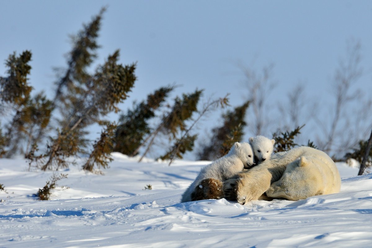 Canadian Wildlife Federation tweet media