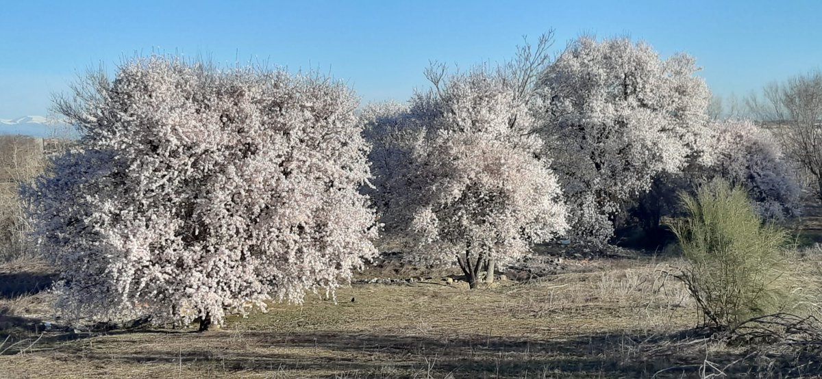 Tras las lluvias, la primavera se adelanta en el Entorno Meaques Retamares y nos regala este espectáculo de floración que se puede ver y también oler con aroma dulzón de estos árboles
Fdo: Pablo Otero