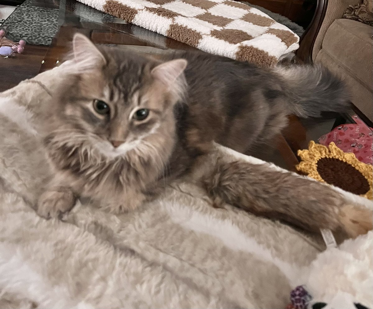 gorillababe's tweet photo. Happy #WeekendEve 🤭 We all bees exhausted frum all day renovation noise dis week but we looking forward to a noise -free weekend 🎉 Wuv youse 💜💙💜💙 #CatsOfTwitter
#DogsOfTwitter https://t.co/cCR99E9CQq