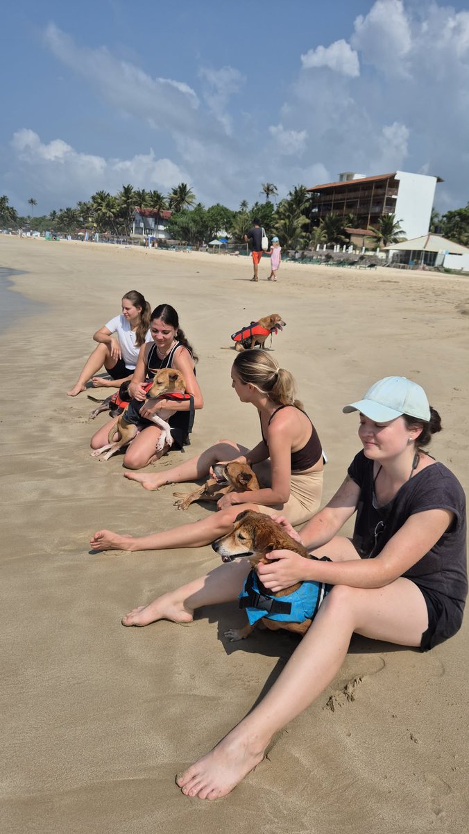 AnimalSOSSLanka's tweet image. Hydrotherapy yesterday with some of our disabled doggies🏖️🏄

#hydrotherapy #Disability #nokill #rescuedog