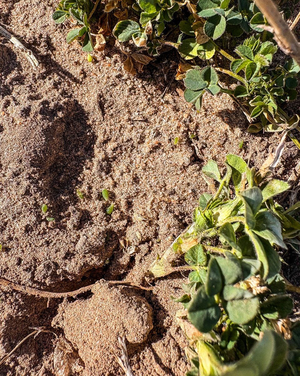 The season is getting underway… or did it ever really end? Our agronomists are already in the field watching early activity. Thanks to Abbey for the photo. Light pea aphids and a few alfalfa weevil are showing up. Early field checks matter as crops take off.