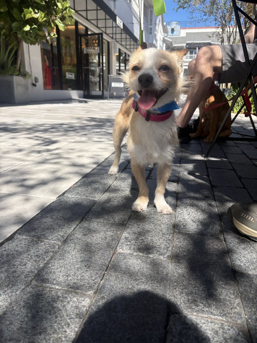 caroline tweet media