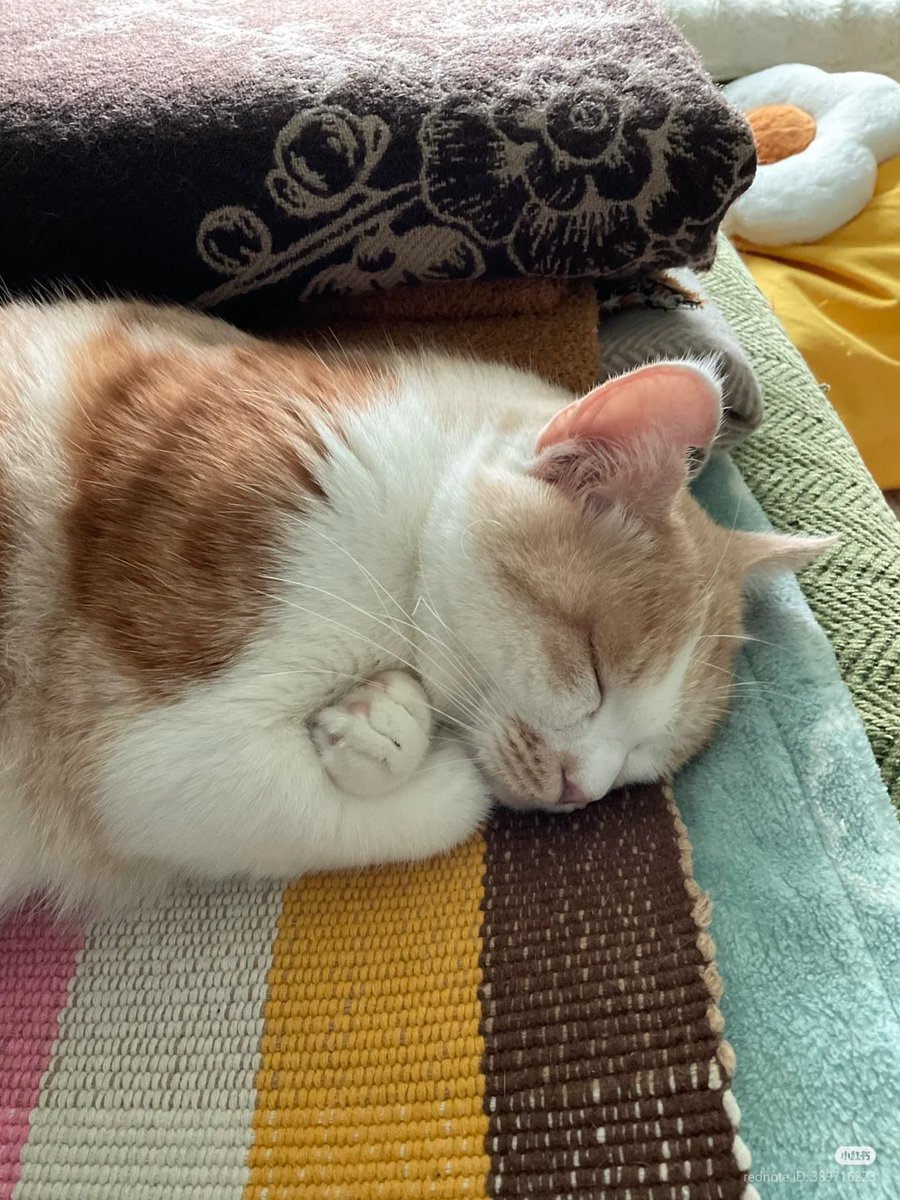 TheCatsX's tweet photo. 🥹 https://t.co/LLsSZLbi2w