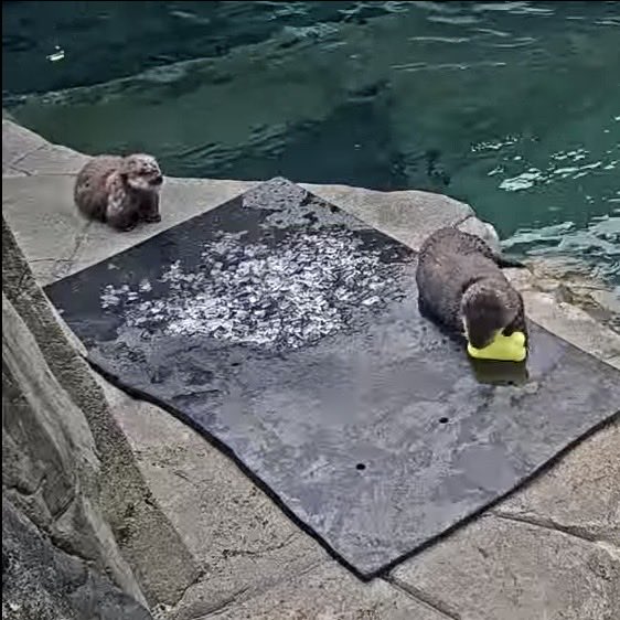 ちゃたろうL＇ (@schataro) / Posts / X