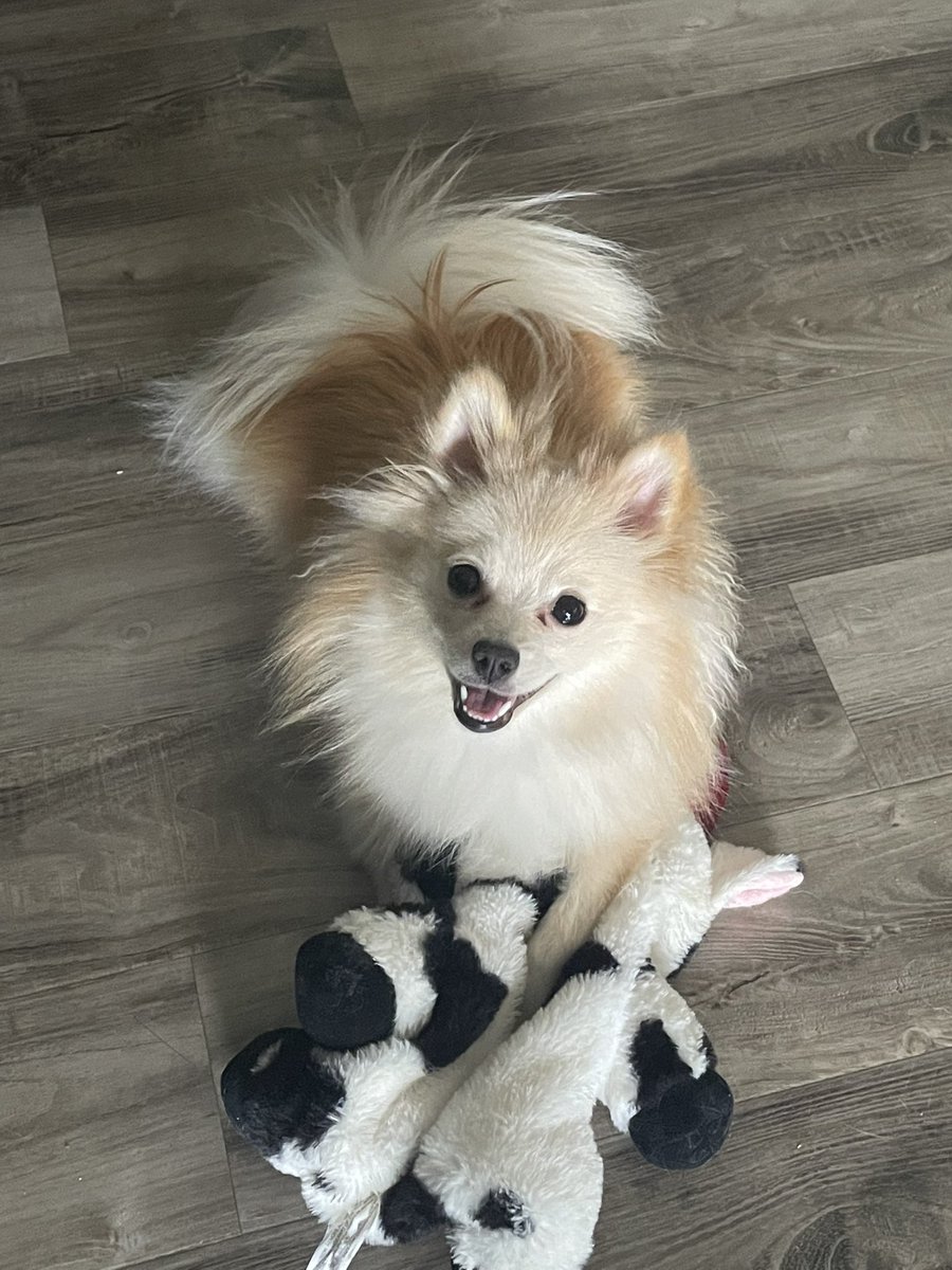 hopperbean // COMMS OPEN tweet media