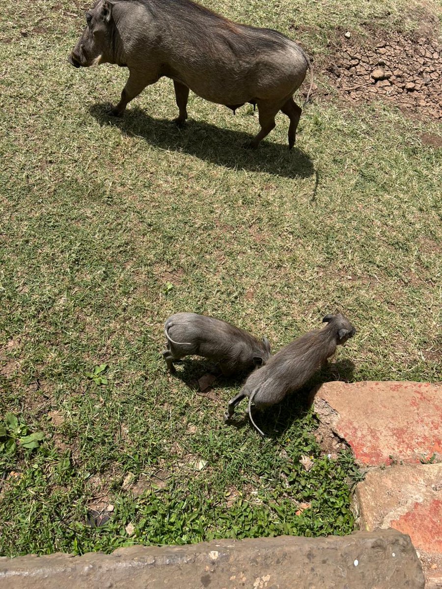 Kuna Millenial nimemwambia niko na ngiri na akaamini ni pesa 😂😂